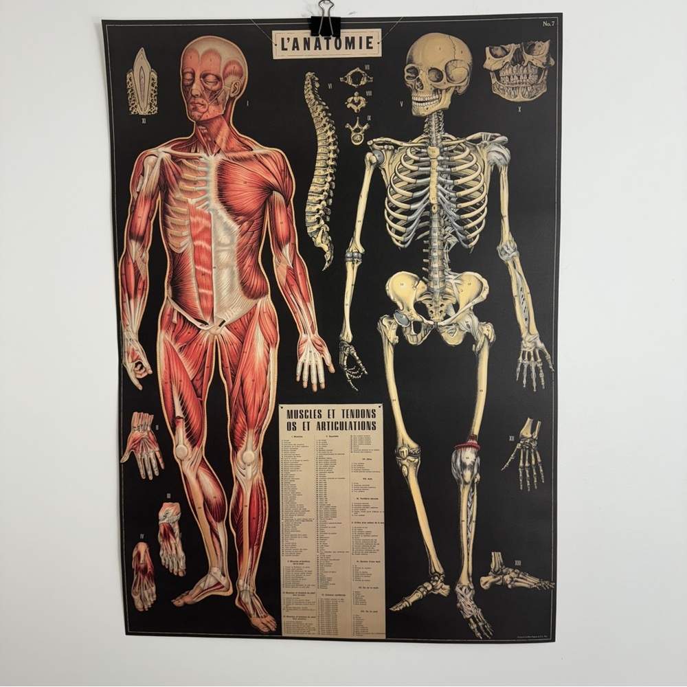 Cavallini L’ Anatomie Anatomy 20” x 28” Poster